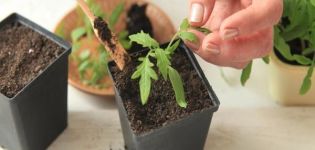 Günstige Tage für das Pflanzen von Tomaten im März 2020