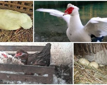 Eine einfache Möglichkeit, eine Indo-Frau dazu zu bringen, auf Eiern zu sitzen und warum sie nicht will