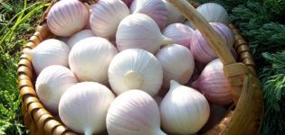 Planting, growing and caring for one-clove garlic when digging and harvesting