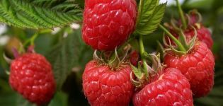 Description and characteristics of the raspberry variety Zhuravlik, cultivation and reproduction