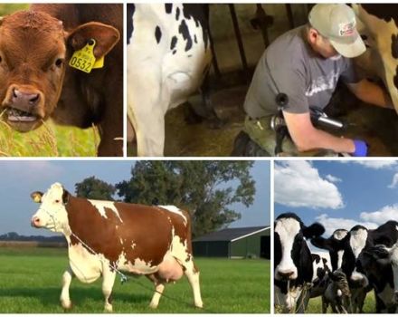 Warum eine Kuh Milch klemmt und nicht alles, Gründe und was zu tun gibt