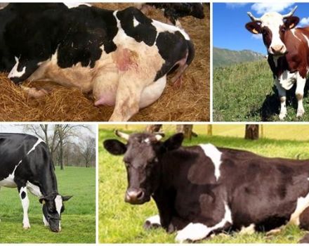 Causes et symptômes de la cétose chez les vaches, schémas thérapeutiques pour les bovins à la maison