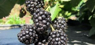 Beschreibung und Eigenschaften der Sorte Triple Crown, Fortpflanzung, Pflanzung und Pflege