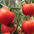 Caractéristiques et description de la variété de tomate Résidente d'été, son rendement