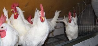 Beschreibung und Eigenschaften von Korallenhühnern, Zuchtregeln