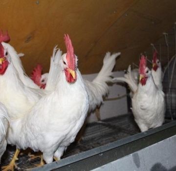 Description et caractéristiques des poulets Coral, règles d'élevage