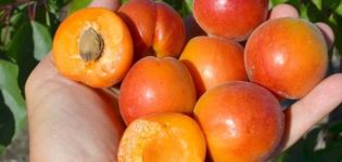Die besten Aprikosensorten für die Region Moskau und ihre Beschreibung, welche Bäume zu pflanzen sind