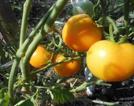 Description de la variété de tomate Zero, ses caractéristiques et son rendement