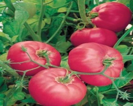 Description de la variété de tomate soviétique et de ses caractéristiques