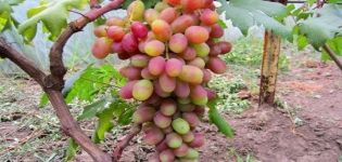 Description du cépage Sensation, différence avec Senso et Bull's eye et historique de la sélection