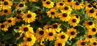 Beschreibungen und Merkmale von 35 Sorten und Arten von Rudbeckia