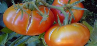 Pourquoi les tomates peuvent se fissurer dans une serre à maturité