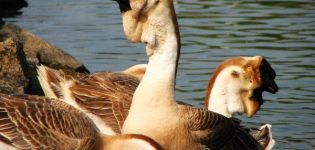 Description et caractéristiques des oies d'Afrique, règles d'élevage