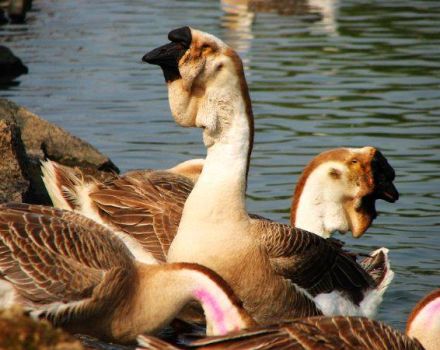 Description et caractéristiques des oies d'Afrique, règles d'élevage des races