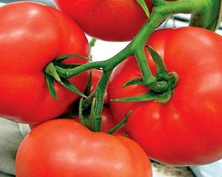Beschreibung der Kohava-Tomate und Merkmale der Sorte