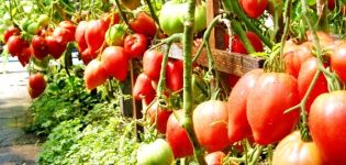 Caractéristiques et description de la variété de tomate Miracle de la terre, son rendement et sa culture