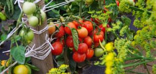 Eigenschaften und Beschreibung der Tomatensorte Dubrava, deren Ertrag