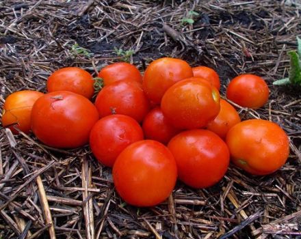 Beschreibung der Tomatensorte Amur bole, ihrer Eigenschaften und Pflegeeigenschaften