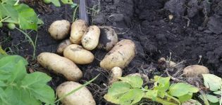Description of the Impala potato variety, features of cultivation and care