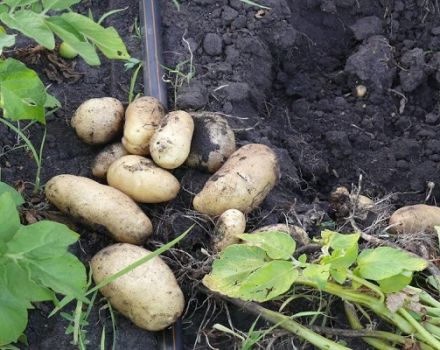 Description de la variété de pomme de terre Impala, caractéristiques de culture et d'entretien