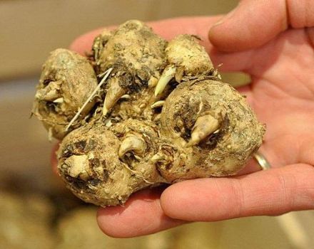 Wann man gräbt und wie man Callalilien im Winter richtig zu Hause aufbewahrt