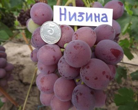 Description du cépage Nizin et ses caractéristiques, avantages et inconvénients
