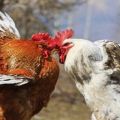 What to do if chickens peck each other to blood, causes and treatment of cannibalism