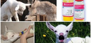 Symptômes des maladies chez les enfants et méthodes de traitement, méthodes de prévention