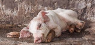 Signs and symptoms of pig diseases, their treatment and prevention