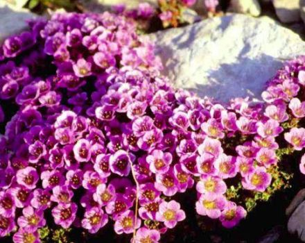 Plantation et entretien du saxifrage en plein champ, une description des meilleures variétés