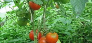 Wie man Tomaten in einem Gewächshaus und auf offenem Feld richtig formt