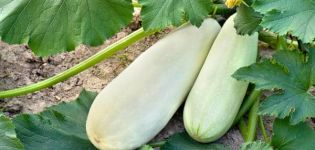 Why zucchini grow poorly and turn yellow in the open field, what to do, treatment