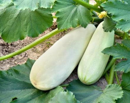 Warum Zucchini schlecht wachsen und auf freiem Feld gelb werden, was zu tun ist, Behandlung