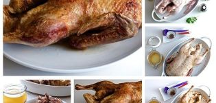 Comment mariner le canard et top 9 délicieuses recettes