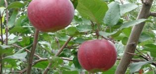 Characteristics and description of the apple variety Aprelskoye, regions for cultivation and resistance to diseases