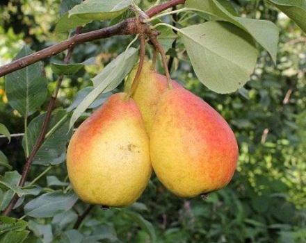 Description des meilleures variétés de poires pour la Sibérie, la plantation et les soins