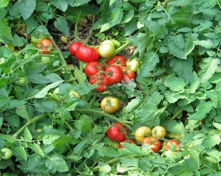 Eigenschaften und Beschreibung der festlichen Tomatensorte