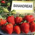 Description de la variété remontante de fraises San Andreas, plantation et entretien