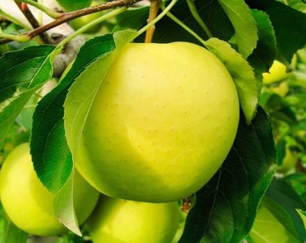 Avantages et inconvénients des pommiers de la variété Pineapple, avis des jardiniers, caractéristiques et description des fruits