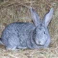 Description et caractéristiques des lapins chinchilla, règles d'entretien