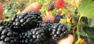Die besten Sorten von remontanten Brombeeren, Pflanzen, Anbau und Pflege