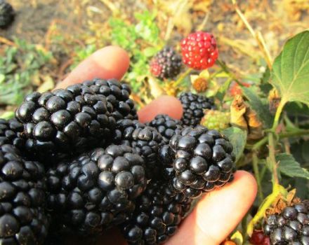 Die besten Sorten von remontanten Brombeeren, Pflanzen, Anbau und Pflege