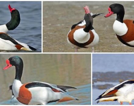 Description des étagères et caractéristiques de la race de canards, du mode de vie et du livre rouge