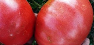 Caractéristiques et description de la variété de tomate King of Giants, son rendement