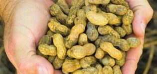 Comment pouvez-vous cultiver des arachides dans le pays dans la voie du milieu, les règles de plantation et d'entretien de la récolte