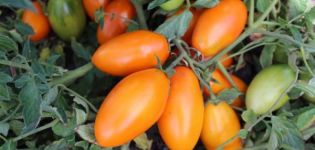 Eigenschaften und Beschreibung der Tomatensorte Golden Stream, deren Ertrag