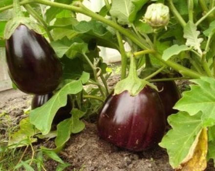 Description de la variété d'aubergine noire beau, caractéristiques de culture et de soins