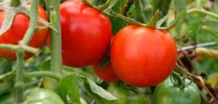 Eigenschaften und Beschreibung der Tomatensorte Morozko