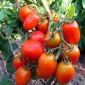 Eigenschaften und Beschreibung der Tomatensorte Hidalgo F1, deren Ertrag