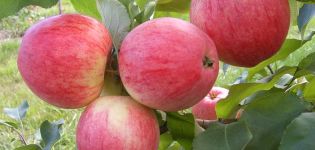 Description and characteristics of the apple variety Julskoe Chernenko, history and cultivation